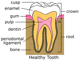 Healthy Tooth